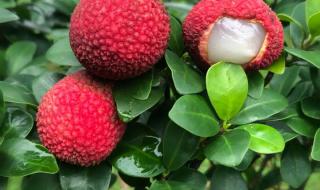 醉逍遥外挂 醉逍遥外挂